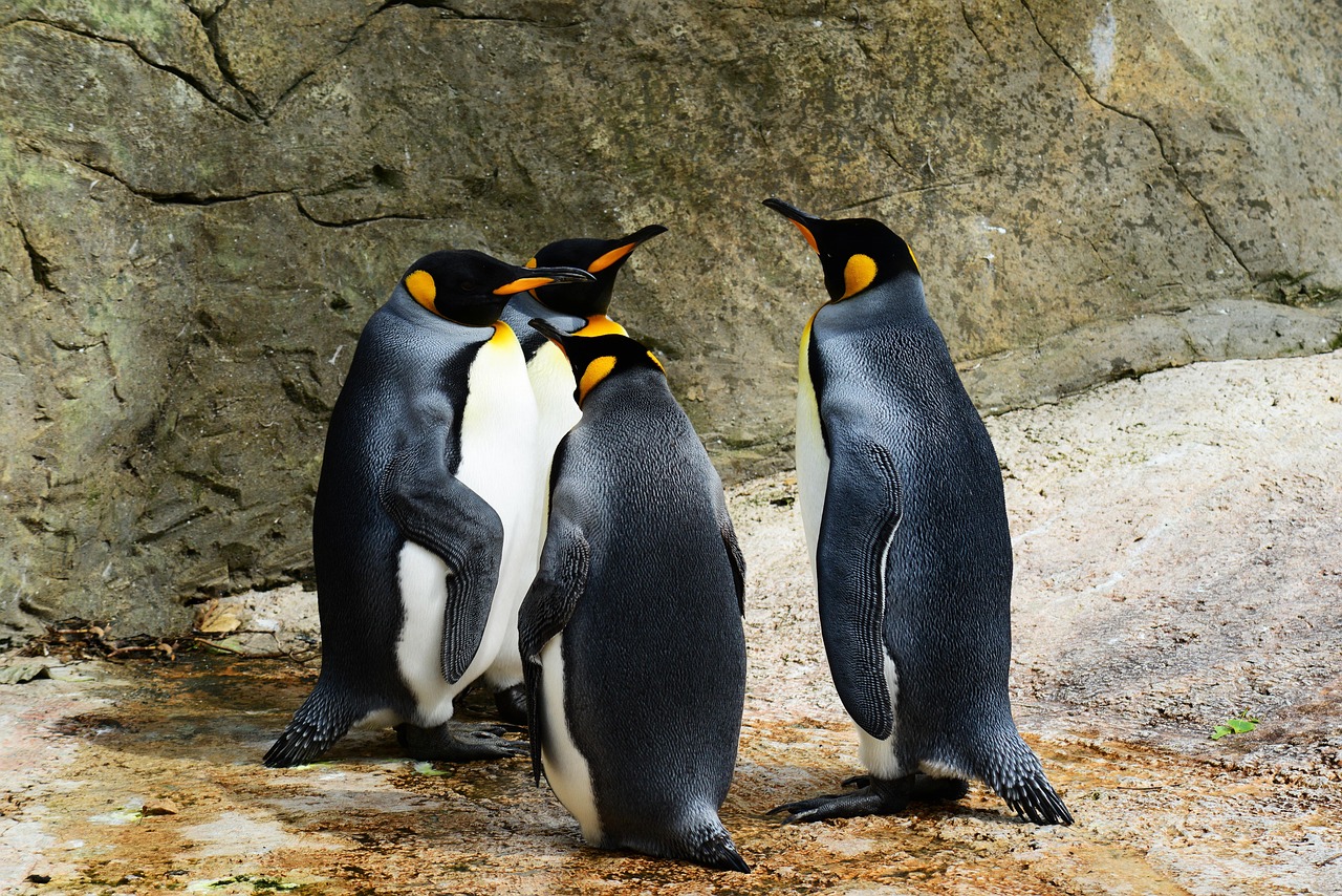 Behavior analysis